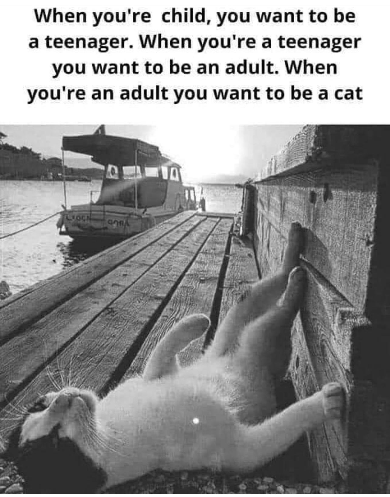 When youre child you want to be a teenager When youre a teenager you want to be an adult When youre an adult you want to be a cat