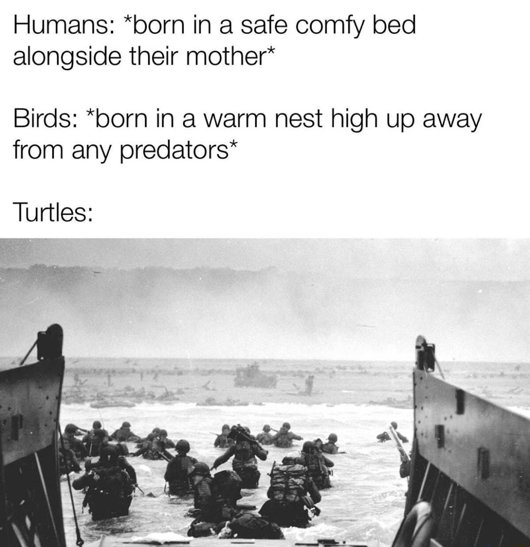 Humans born in a safe comfy bed alongside their mother Birds born in a warm nest high up away from any predators
