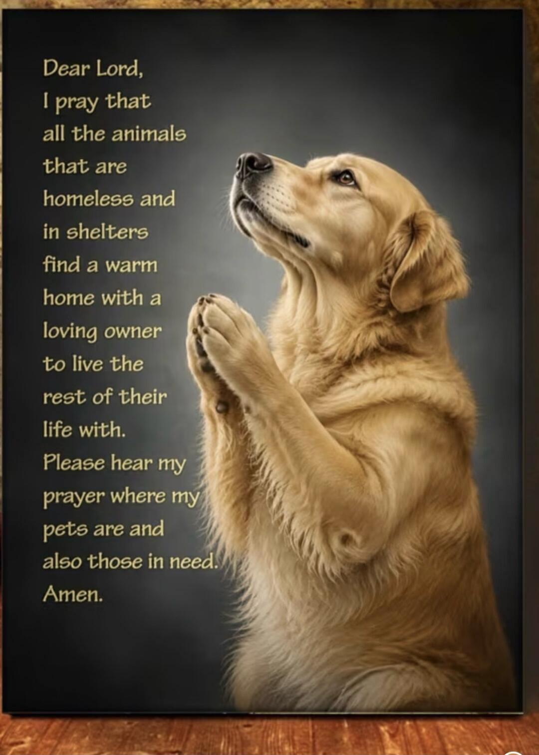 Dear Lord, I pray that all the animals that are homeless and in shelters find a warm home with a loving owner to live the rest of their life with. Please hear my prayer where my pets are and also those in need. Amen.