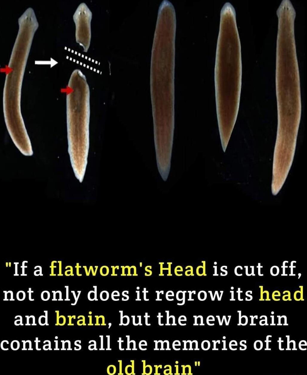 If a flatworms Head is cut off not only does it regrow its head and brain but the new brain contains all the memories of the old brain