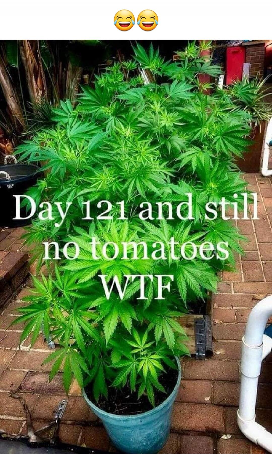 Day 121 and still no tomatoes WTF