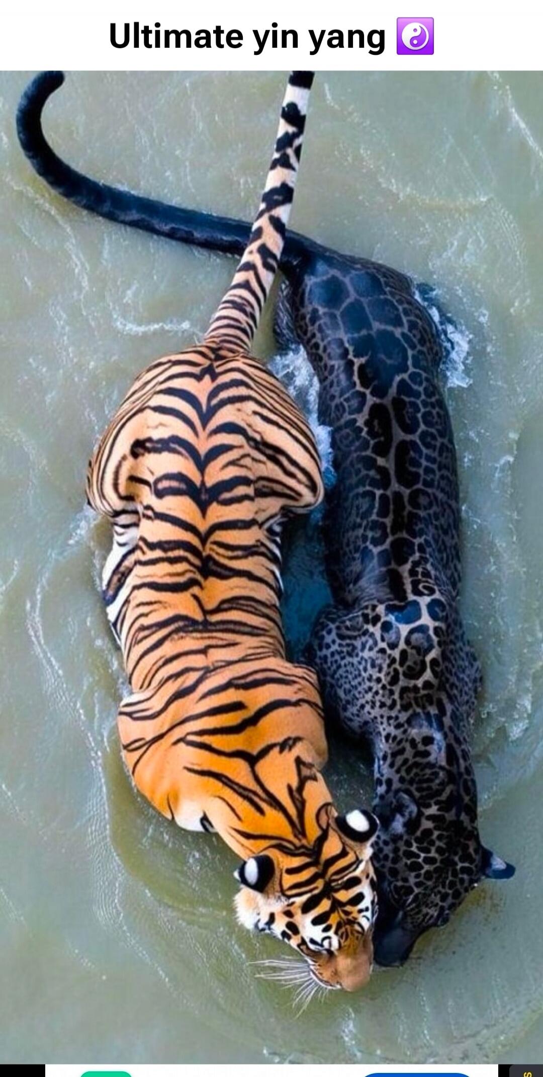 Ultimate yin yang 🟪