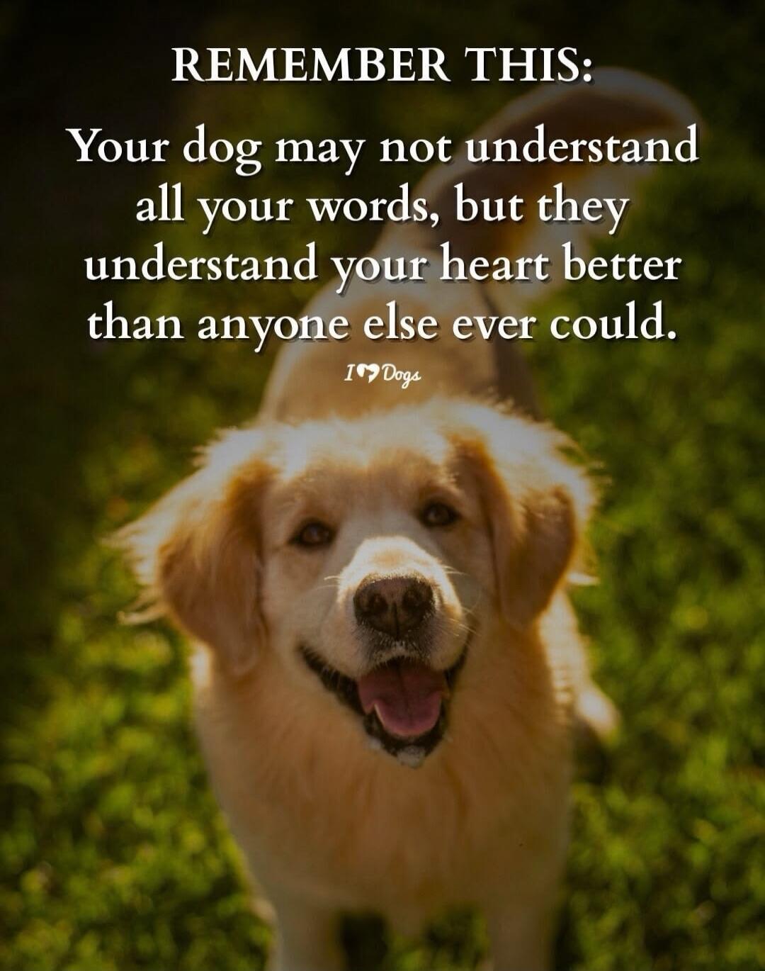 REMEMBER THIS: Your dog may not understand all your words, but they understand your heart better than anyone else ever could. I love Dogs