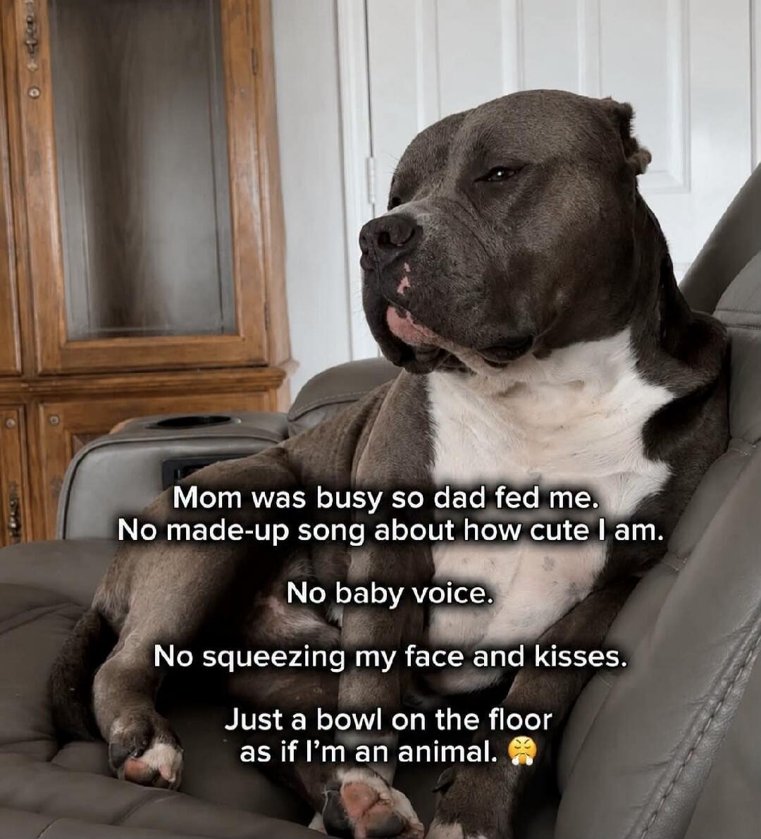 Mom was busy so dad fed me. No made-up song about how cute I am. No baby voice. No squeezing my face and kisses. Just a bowl on the floor as if I'm an animal. 😤