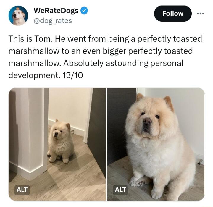WeRateDogs dog rates This is Tom He went from being a perfectly toasted marshmallow to an even bigger perfectly toasted marshmallow Absolutely astounding personal development 1310