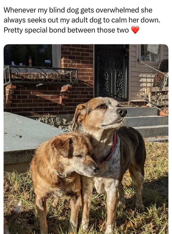 Whenever my blind dog gets overwhelmed she always seeks out my adult dog to calm her down. Pretty special bond between those two ❤️