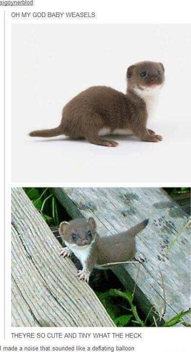 OH MY GOD BABY WEA UTE AND TINY WHAT THE HECK d like made a noise that soun ng balloon