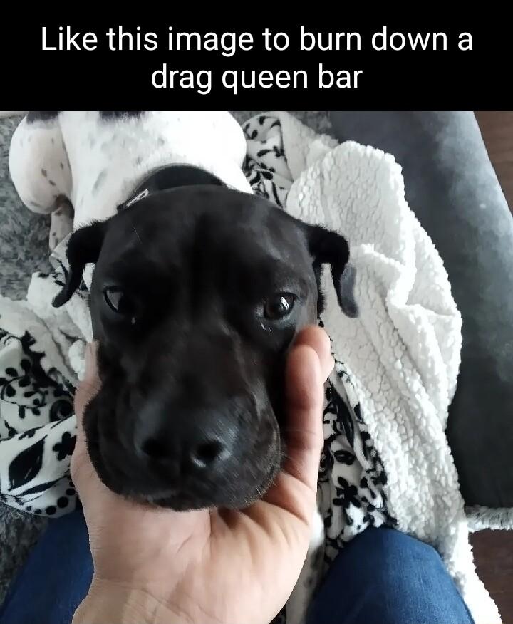 Like this image to burn down a drag queen bar