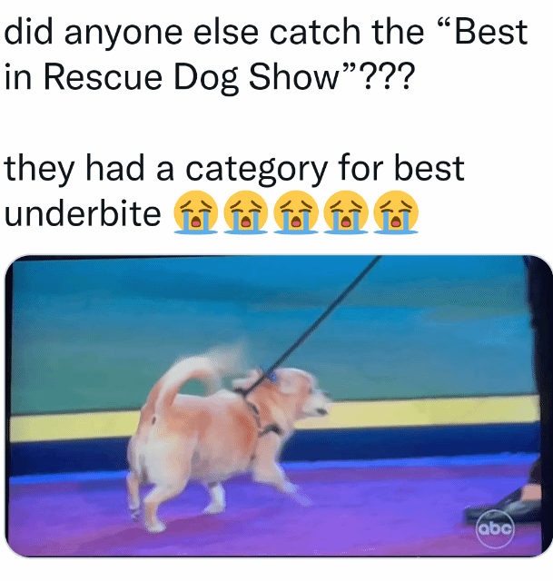 did anyone else catch the Best in Rescue Dog Show they had a category for best underbite 4 8
