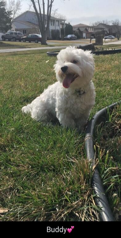 Buddy