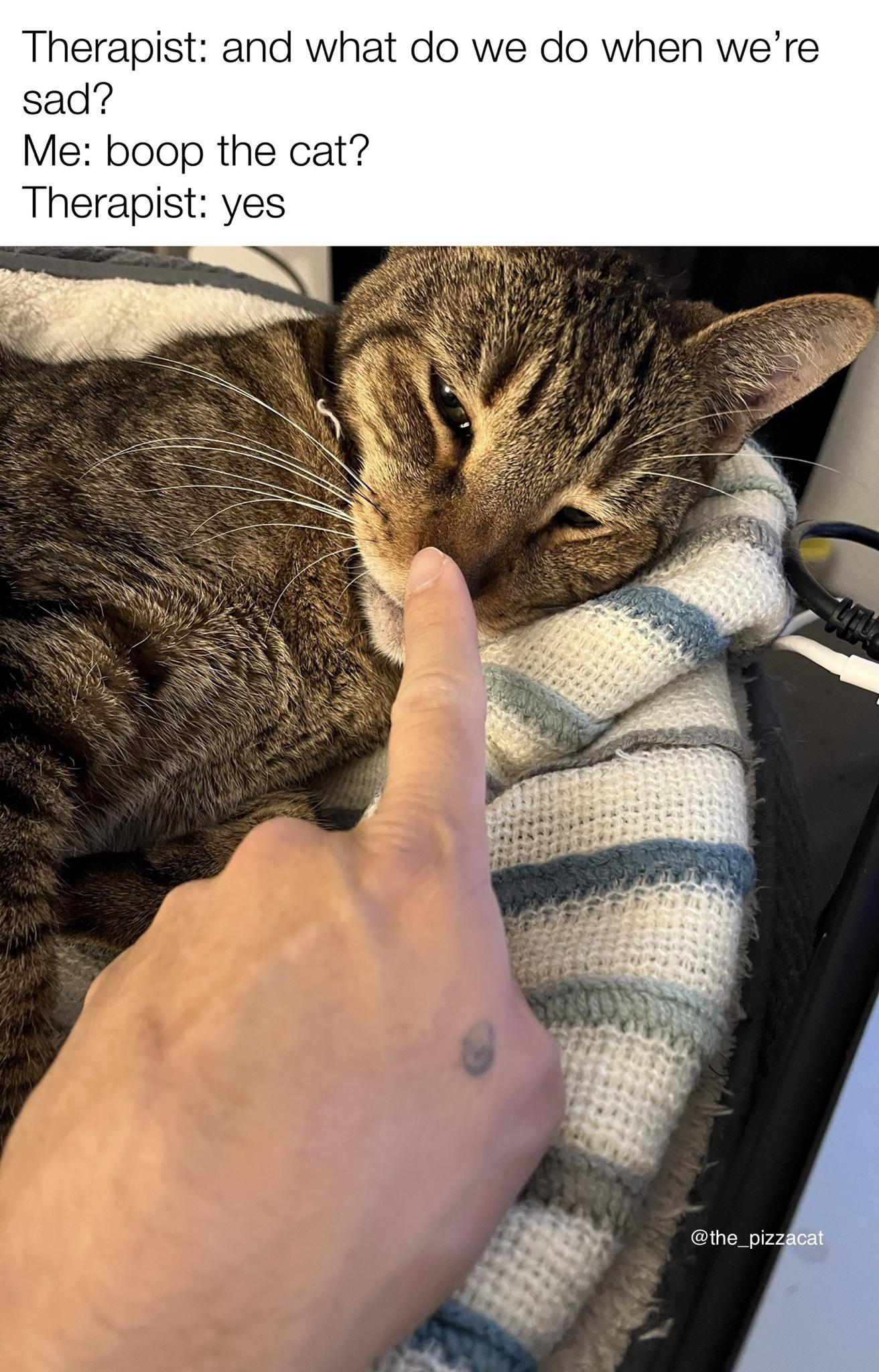 Therapist and what do we do when were sad Me boop the cat Therapist yes the_piz
