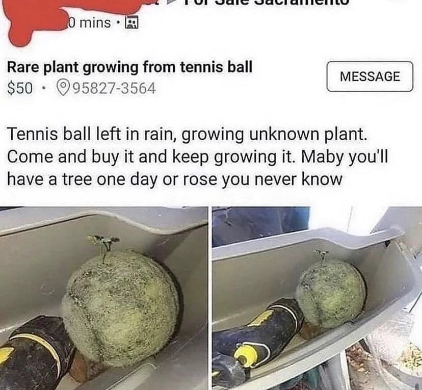 Yl Ul UWHwi Wittty mins Rare plant growing from tennis ball MESSAGE 850 95827 3564 Tennis ball left in rain growing unknown plant Come and buy it and keep growing it Maby youll have a tree one day or rose you never know