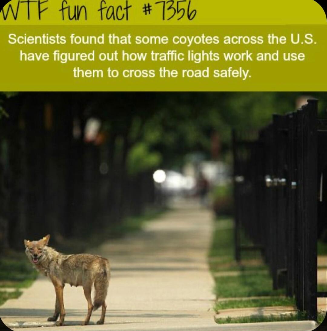 Scientists found that some coyotes across the US have figured out how traffic lights work and use them to cross the road safely