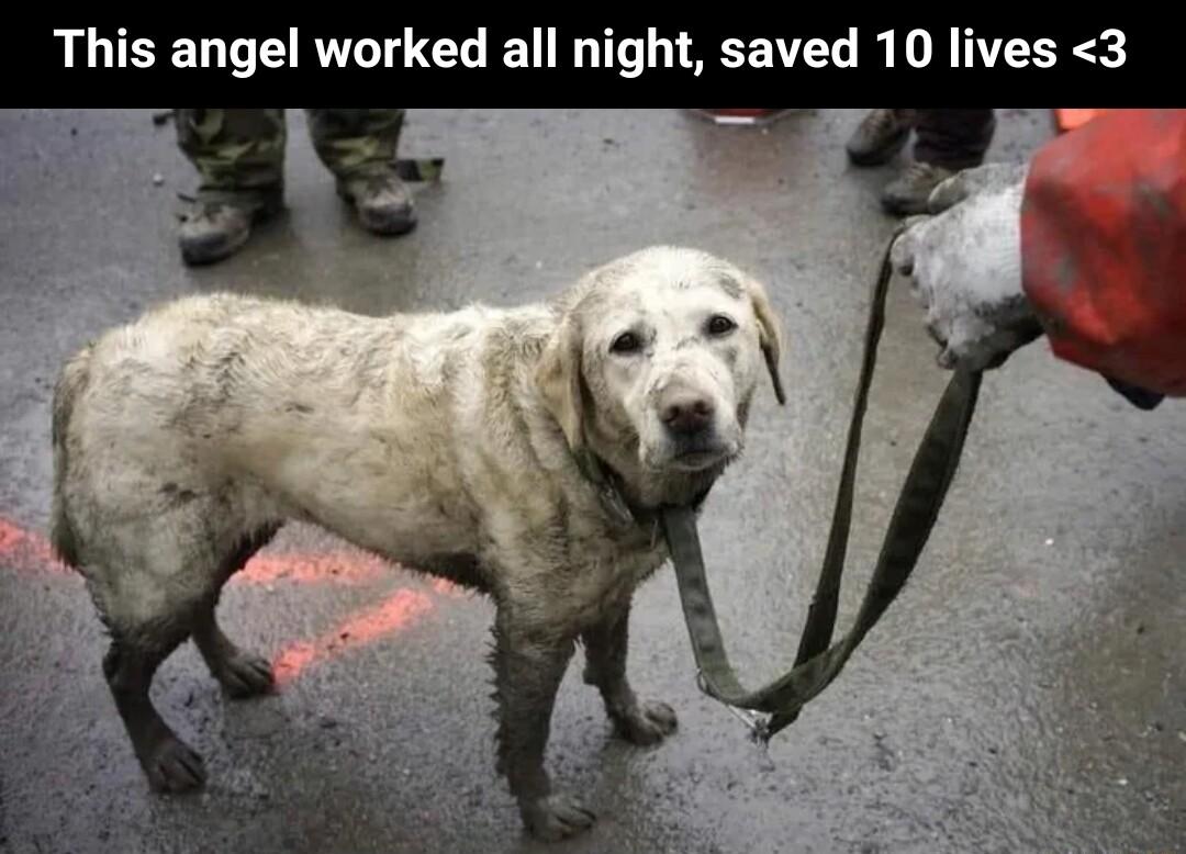 This angel worked all night saved 10 lives 3