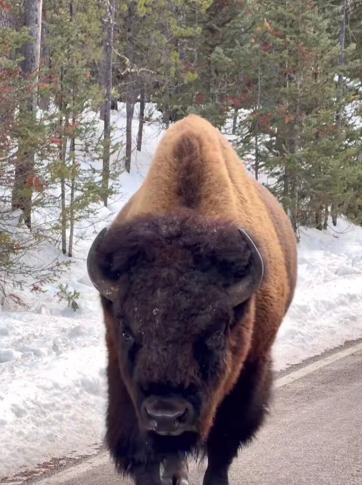 A brown shaggy muskox standing on a snowy road, with curved horns, in a forested area.