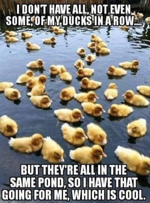 I DON'T HAVE ALL, NOT EVEN SOME OF MY DUCKS IN A ROW. BUT THEY'RE ALL IN THE SAME POND, SO I HAVE THAT GOING FOR ME, WHICH IS COOL.
