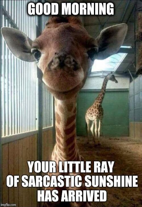 GOOD MORNING YOUR LITTLE RAY OF SARCASTIC SUNSHINE HAS ARRIVED