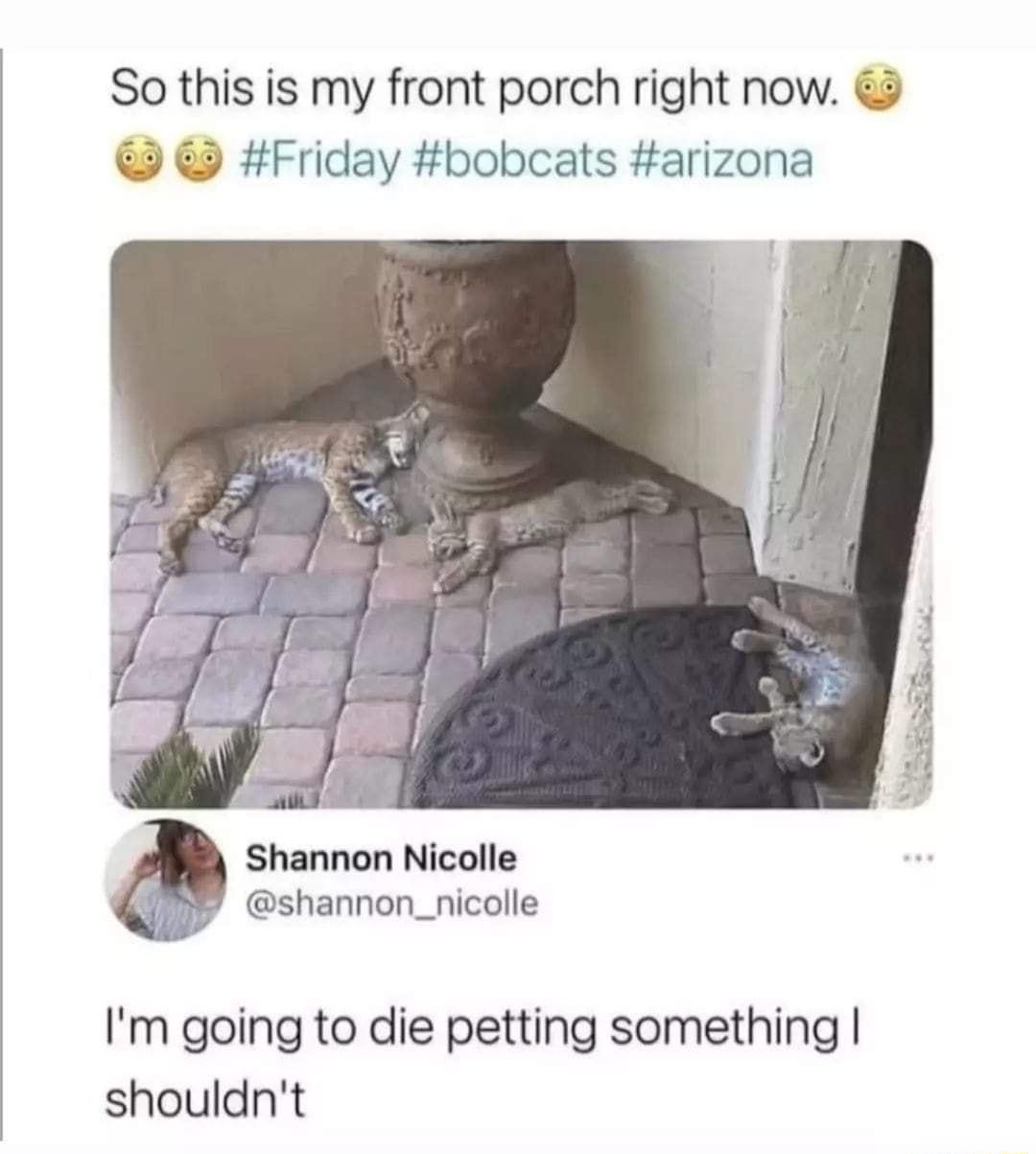 So this is my front porch right now Friday bobcats arizona Shannon Nicolle shannon_nicolle Im going to die petting something shouldnt