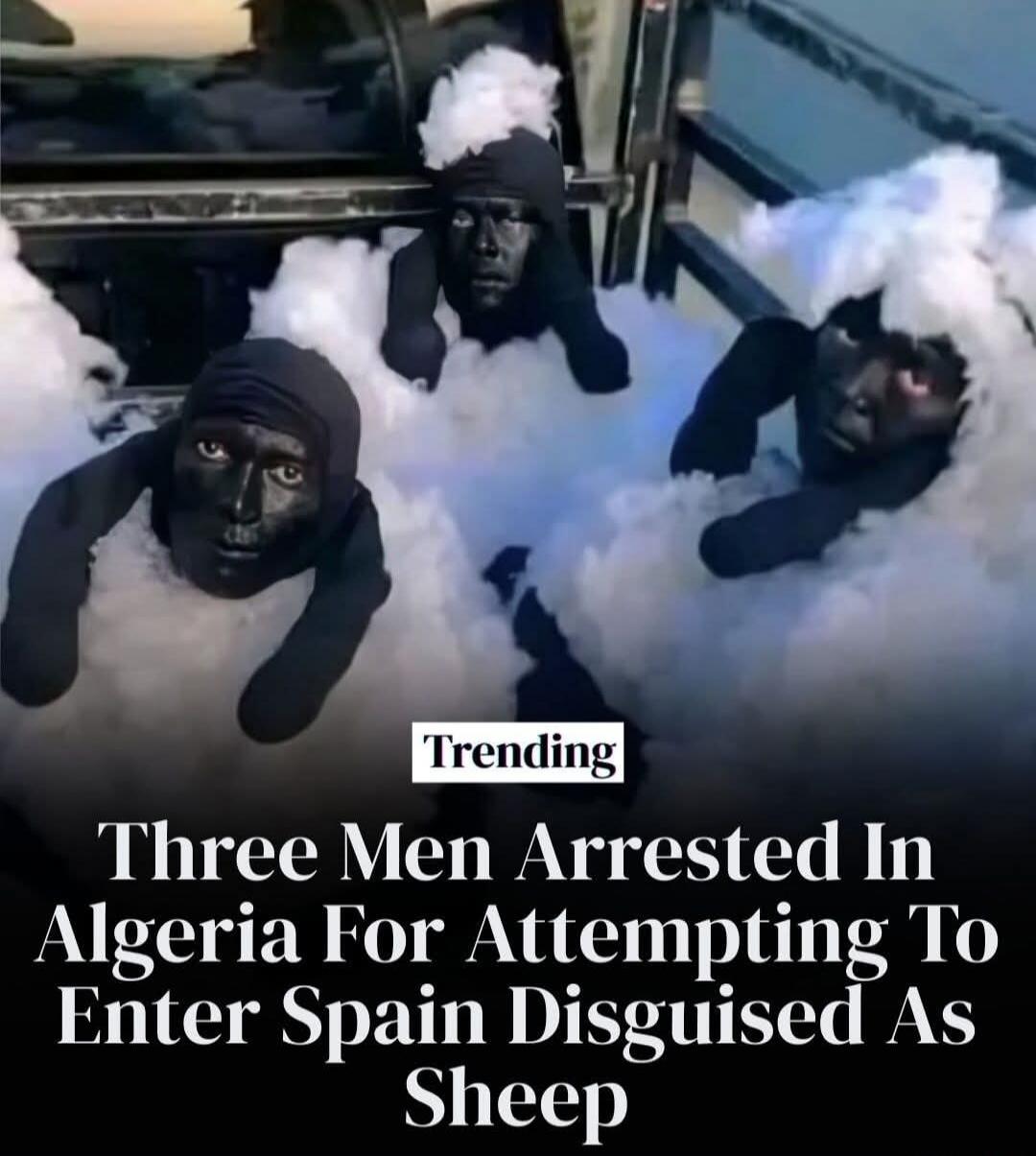Trending. Three Men Arrested In Algeria For Attempting To Enter Spain Disguised As Sheep.