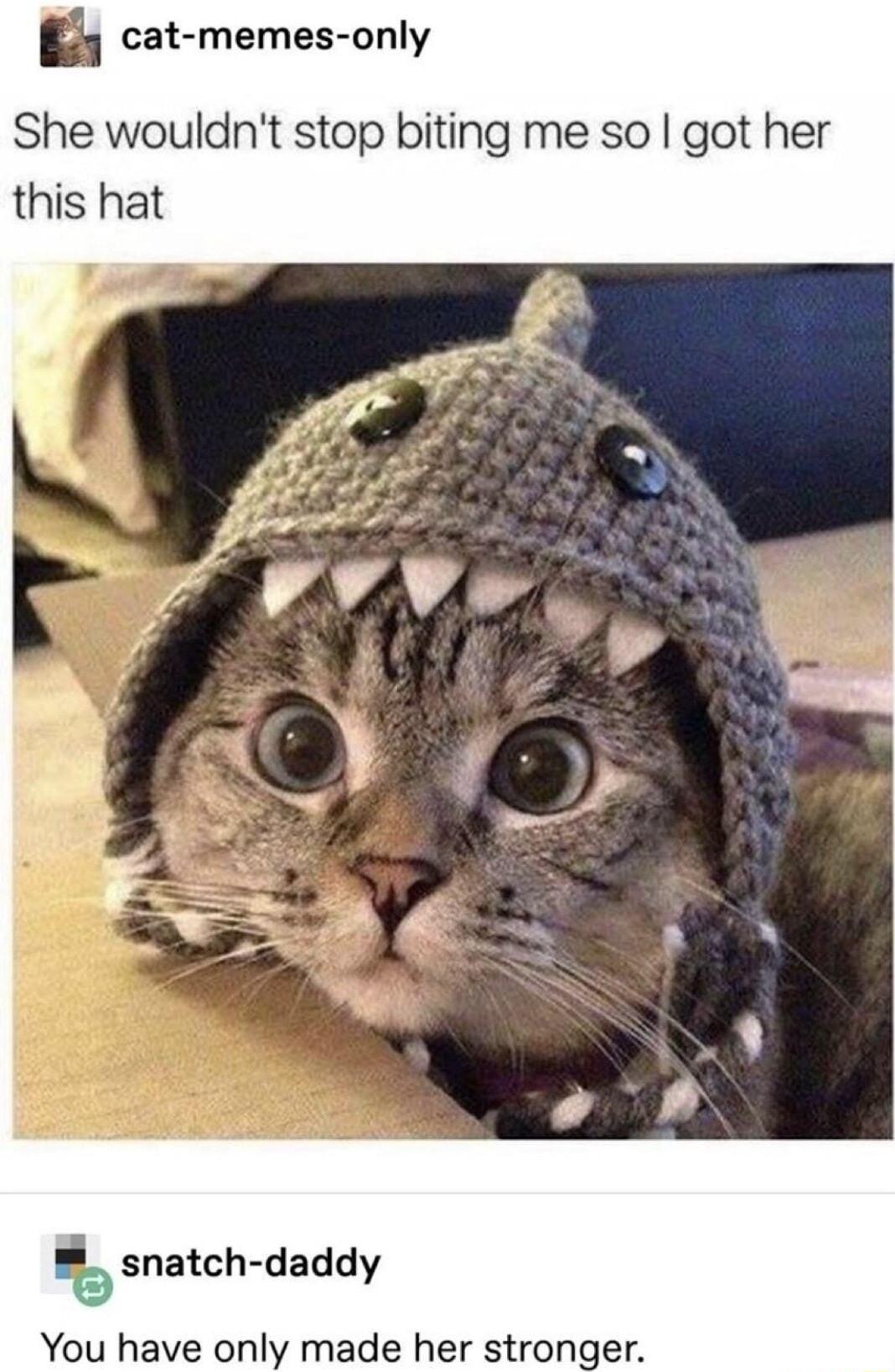 cat memes only She wouldnt stop biting me so got her this hat snatch daddy You have only made her stronger