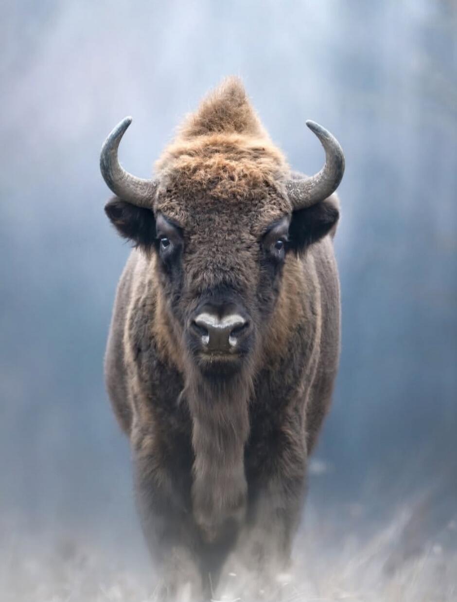 A bison walking toward the camera in a misty environment.