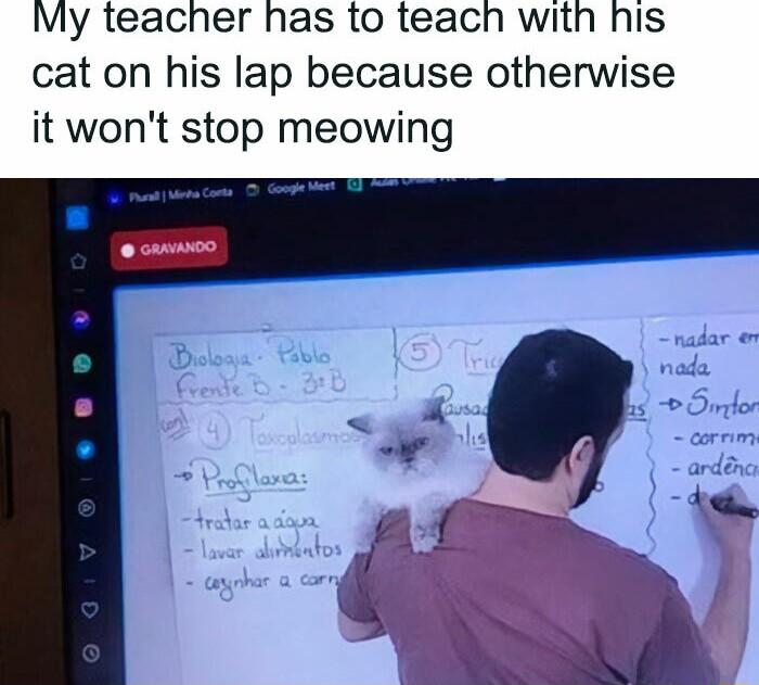 My teacher has to teach with his cat on his lap because otherwise it wont stop meowing