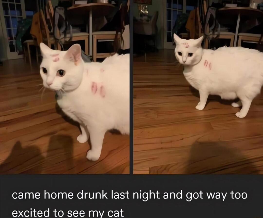 came home drunk last night and got way too excited to see my cat