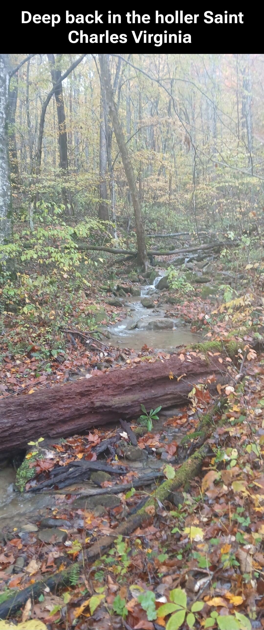Deep back in the holler Saint Charles Virginia