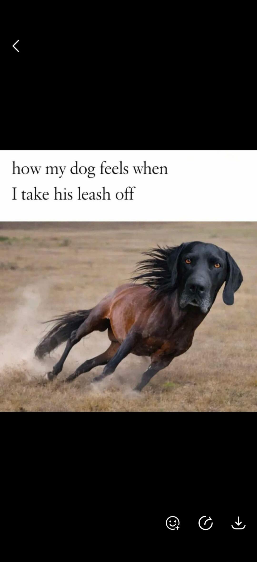 how my dog feels when I take his leash off