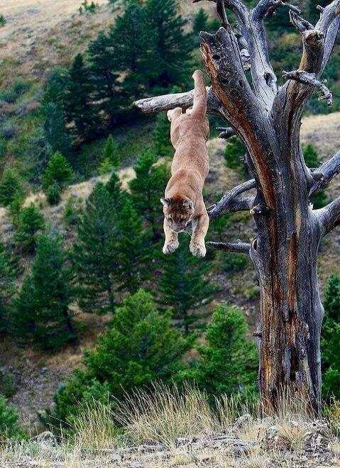 A kitten hanging from a branch of a dead tree in a forested area.