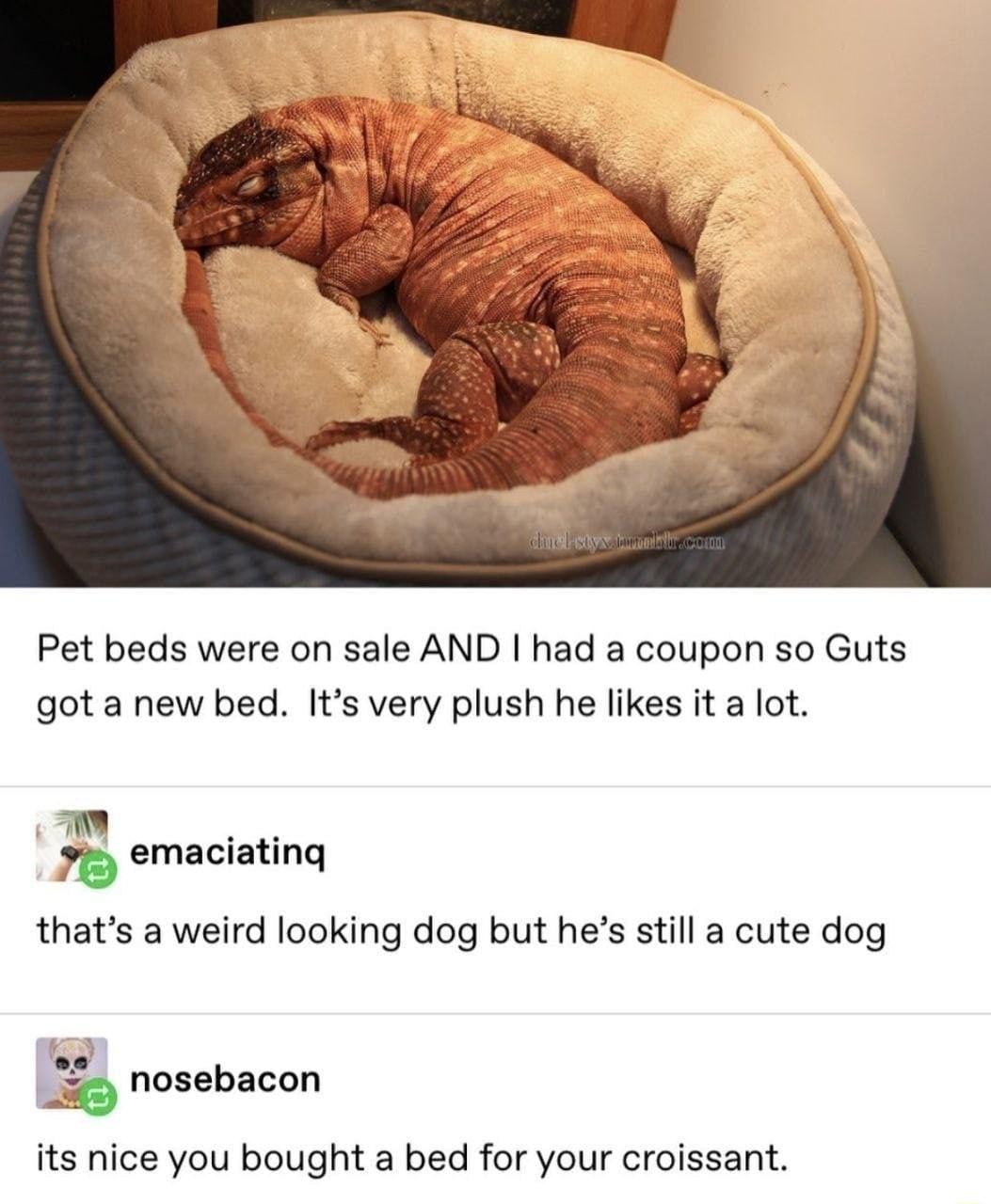 Pet beds were on sale AND had a coupon so Guts got a new bed Its very plush he likes it a lot emaciating thats a weird looking dog but hes still a cute dog nosebacon its nice you bought a bed for your croissant