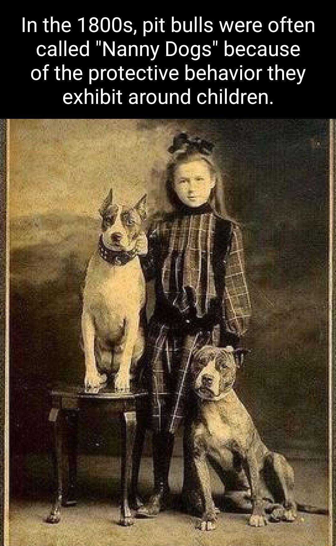 In the 1800s pit bulls were often o211 To I NEToTo A 0 ToTo SR o Tor TV of the protective behavior they exhibit around children