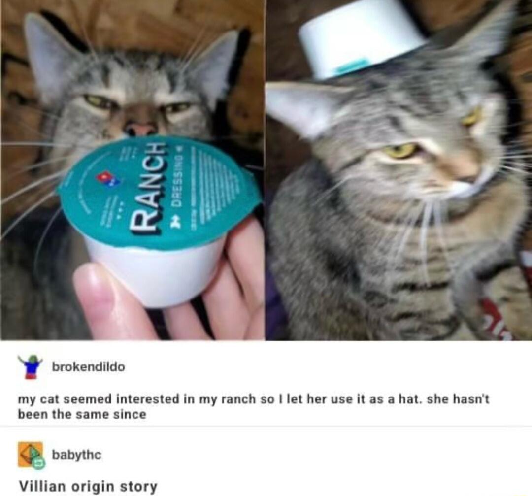 my cat seemed interested in my ranch so let her use it as a hat she hasnit been the same since B oo Villian origin story