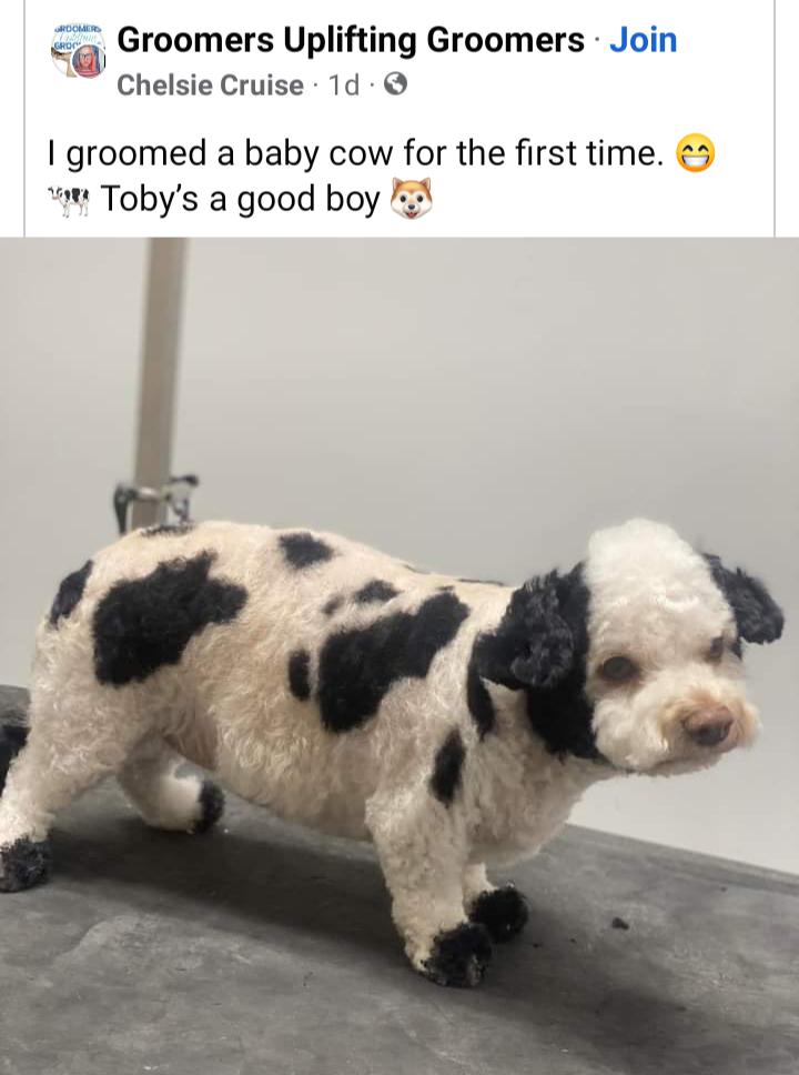 a Groomers Uplifting Groomers Join Chelsie Cruise 1d groomed a baby cow for the first time 5 t Tobys a good boy