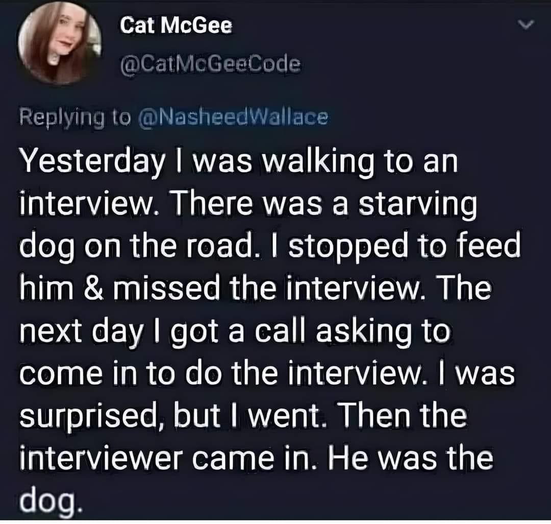 Cat McGee CatMcGeeCode E N RGN EEIEER VR ERES S GG EVARYERREL R G G A G T CRVE SRS 18 o dog on the road stopped to feed him missed the interview The next day got a call asking to come in to do the interview was surprised but went Then the interviewer came in He was the dog