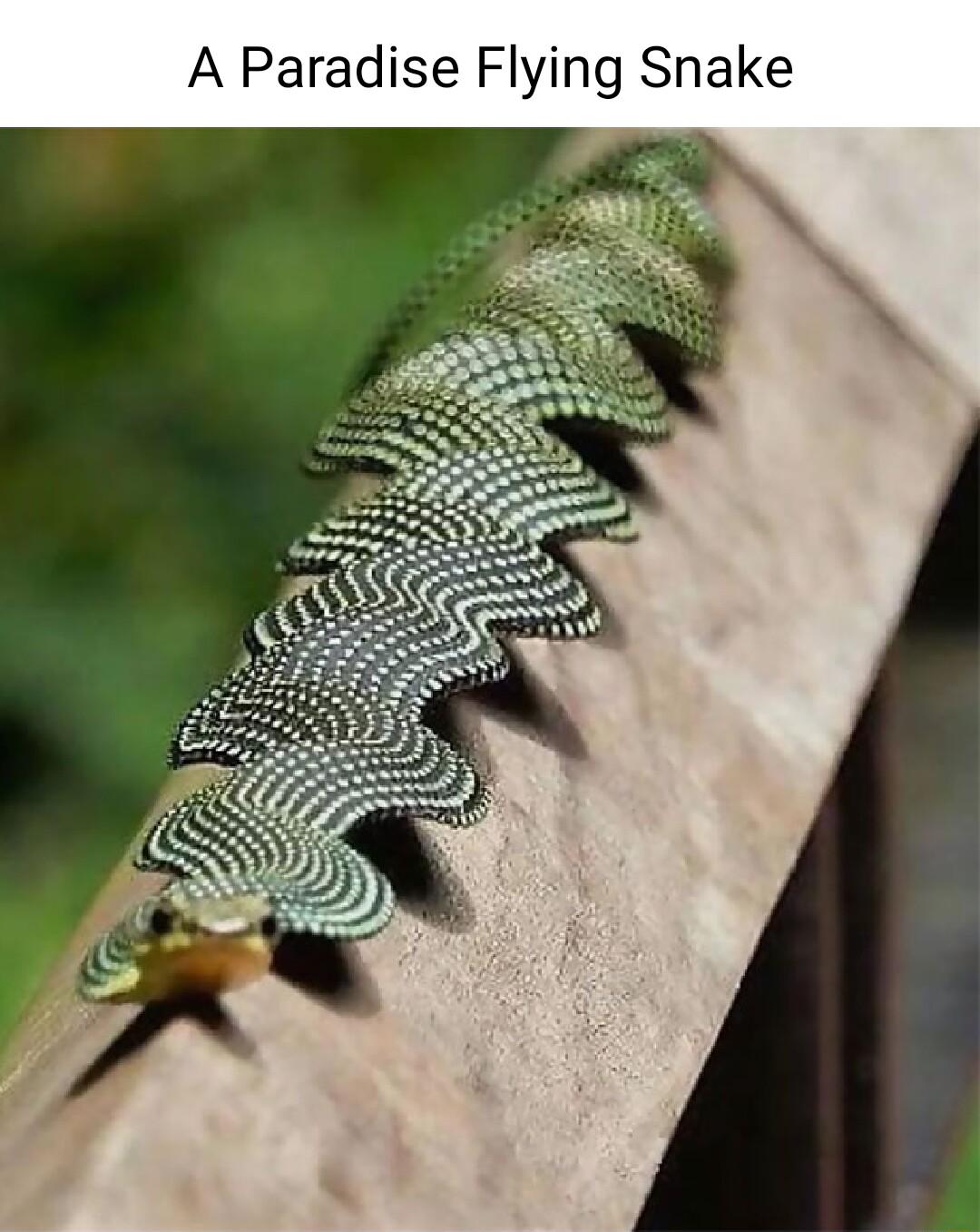 A Paradise Flying Snake