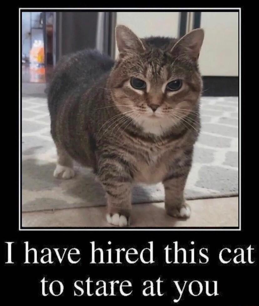 I have hired this cat to stare at you