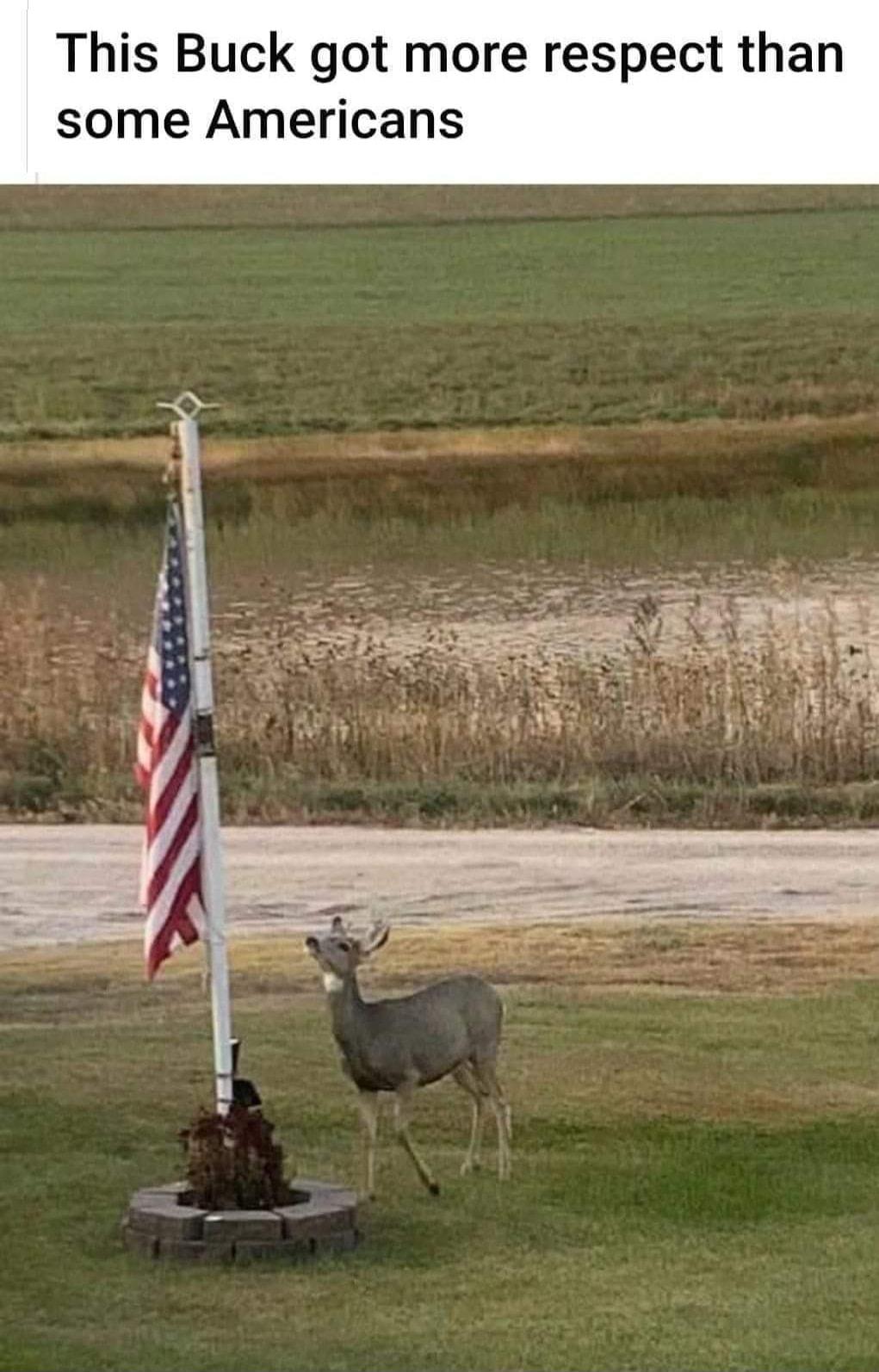 This Buck got more respect than some Americans