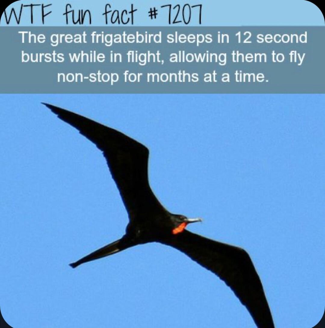 IWTF fun foct 7207