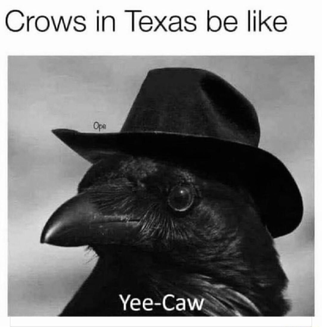 Crows in Texas be like