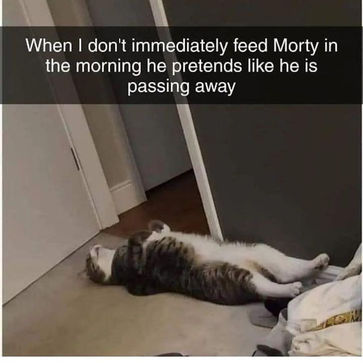 When dont immediately feed Morty in the morning he pretends like he is EESL VW