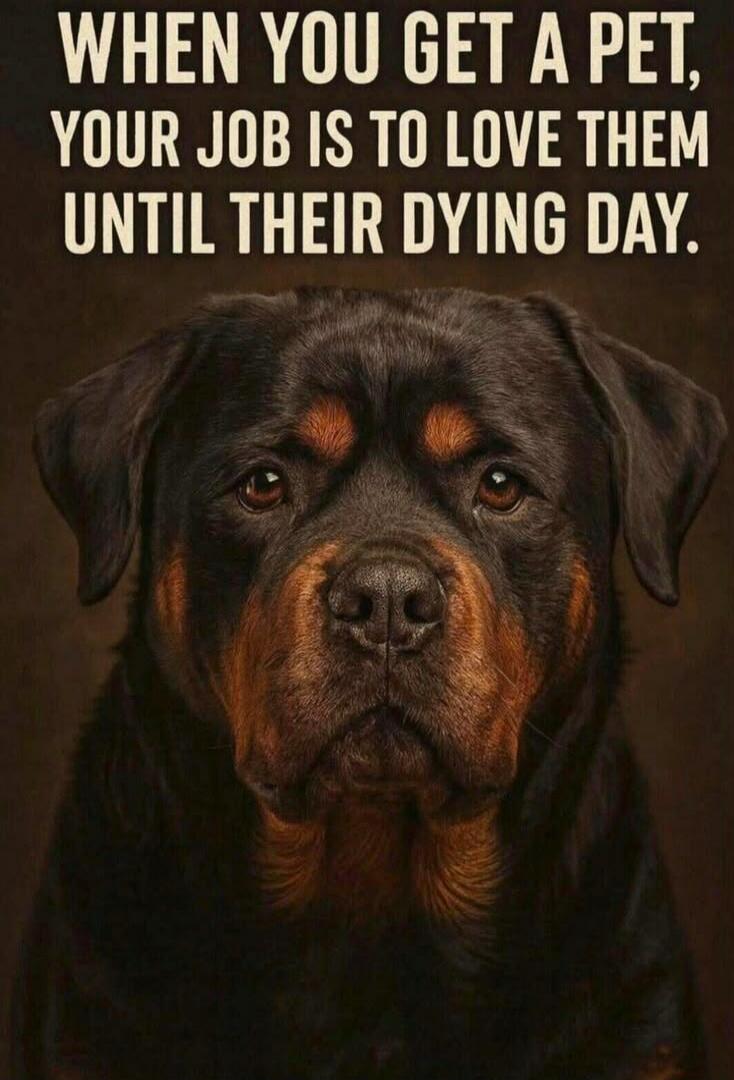 WHEN YOU GET A PET, YOUR JOB IS TO LOVE THEM UNTIL THEIR DYING DAY.