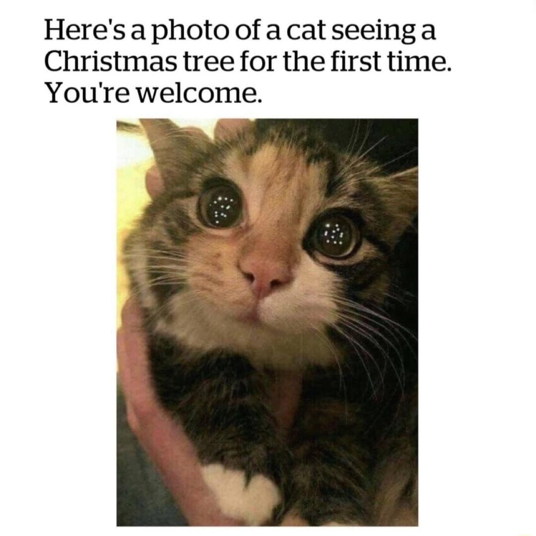 Heresaphoto of a cat seeinga Christmas tree for the first time Youre welcome