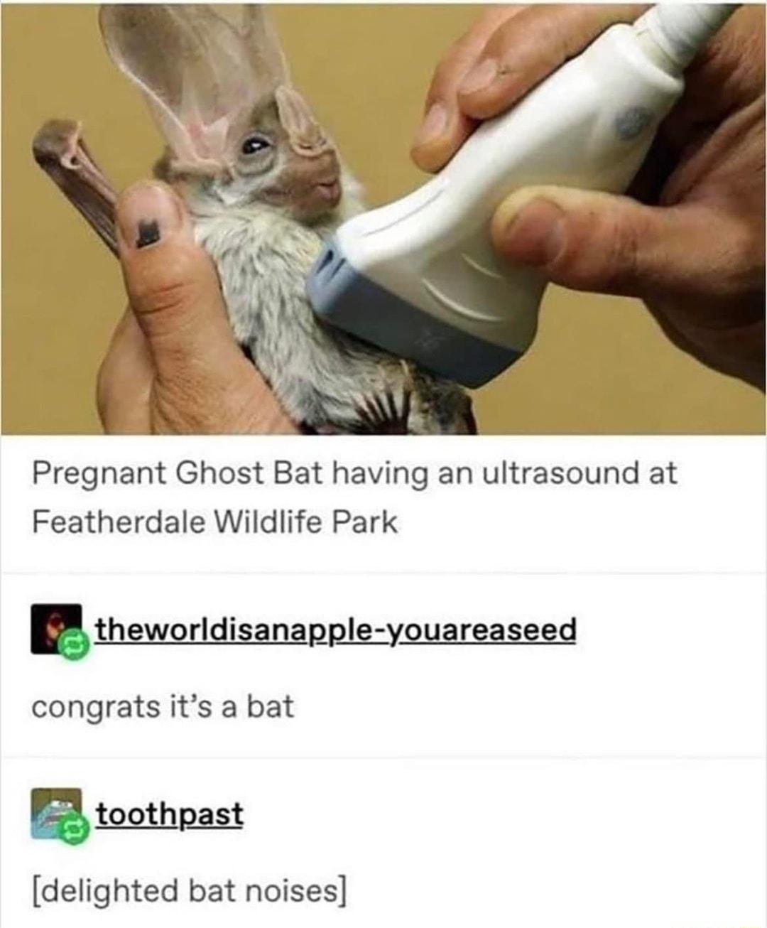 Pregnant Ghost Bat having an ultrasound at Featherdale Wildlife Park mmdnuanmlsymmss_e_d congrats its a bat P53 toothpast delighted bat noises