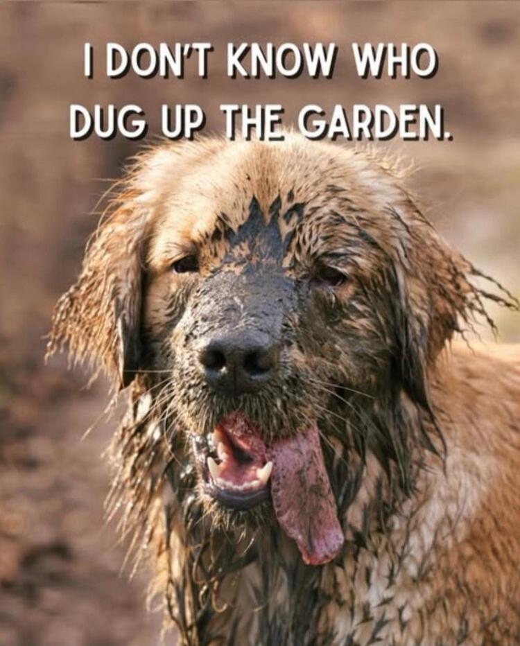 I DON'T KNOW WHO DUG UP THE GARDEN.