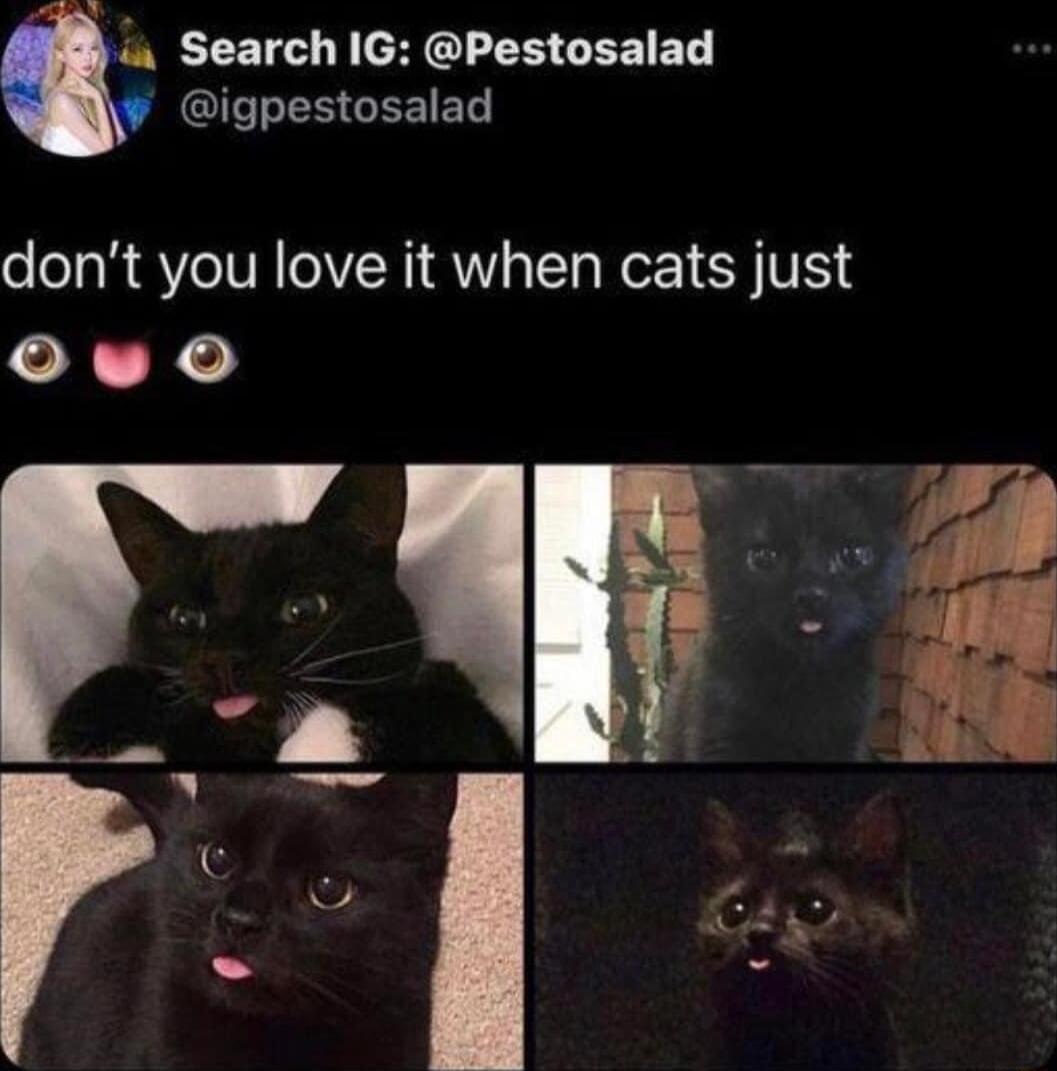 i Search IG Pestosalad I ER GEEIEL dont you love it when cats just