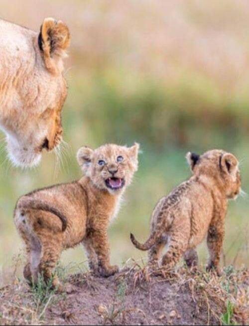 A lioness with two cubs