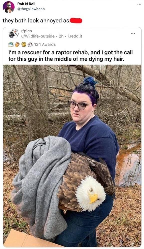 Rob N Roll thegallowboob they both look annoyed as D BOB 2 Im a rescuer for a raptor rehab and got the call for this guy in the middle of me dying my hair