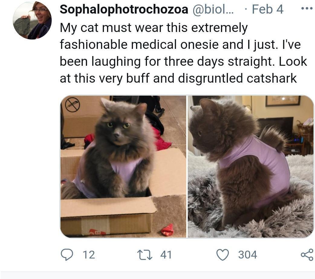Sophalophotrochozoa biol Feb 4 My cat must wear this extremely fashionable medical onesie and just Ive been laughing for three days straight Look at this very buff and disgruntled catshark