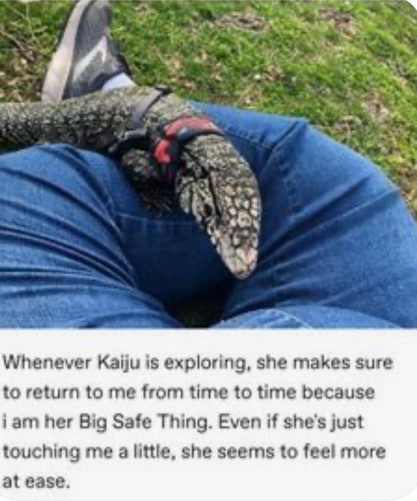 Whenever Kaiju is exploring she makes sure to return to me from time to time because i am her Big Safe Thing Even if shes just touching me a little she seems to feel more at ease